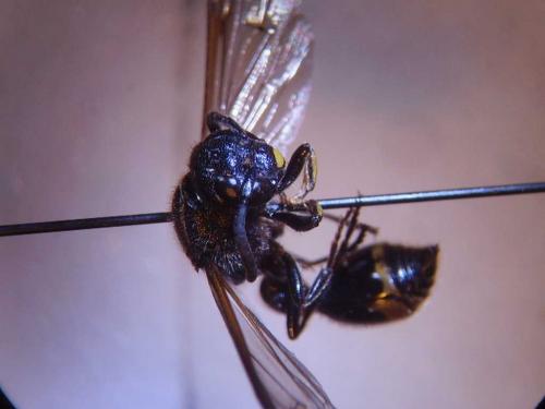 Réf. 65 096 : Discoelius zonalis