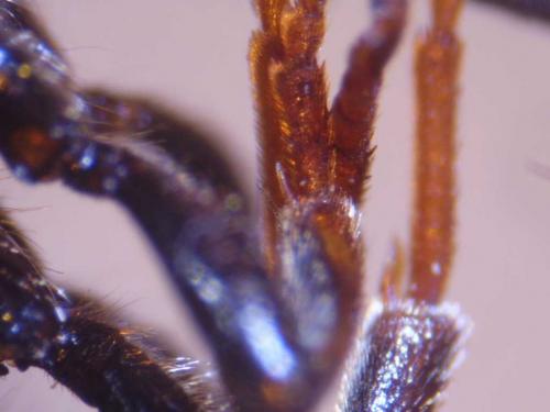 Discoelius dufourii