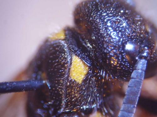 Discoelius dufourii