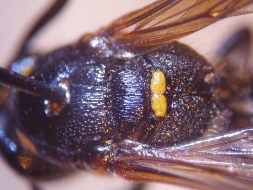 Discoelius dufourii