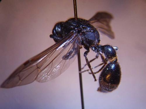 Réf. 65 183 : Discoelius zonalis