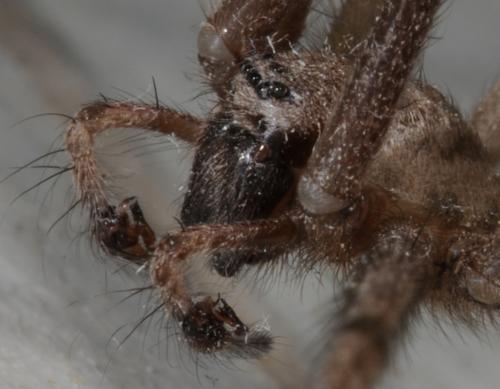 Tegenaria parietina
