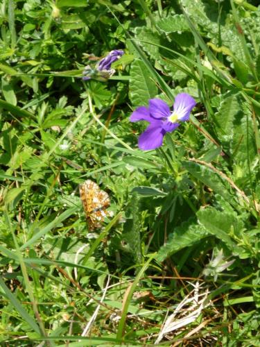 Boloria selene