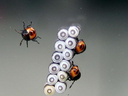 Réf. 65 117 : Eurydema sp.