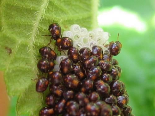 Nezara viridula