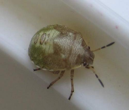 Réf. 65 120 : Eysarcoris ventralis