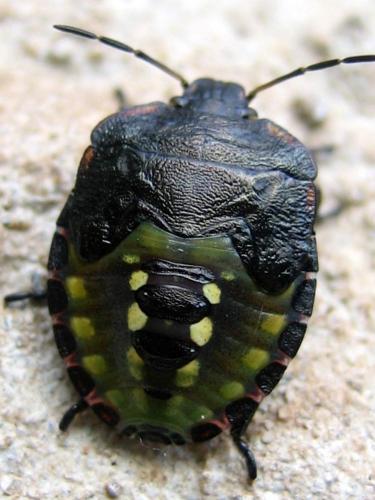 Réf. 65 178 : Nezara viridula