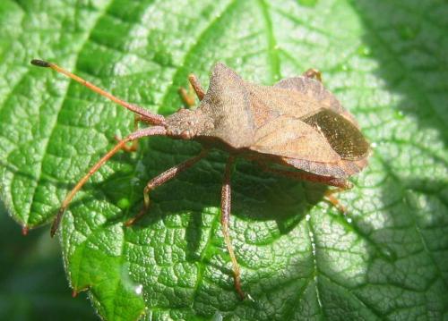 Coreus marginatus