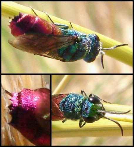 Réf. 65 964 : Chrysis sp.