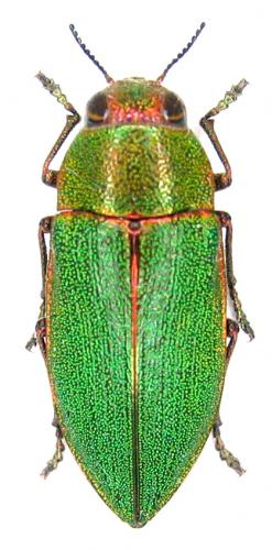 Réf. 65 981 : Perotis susannae