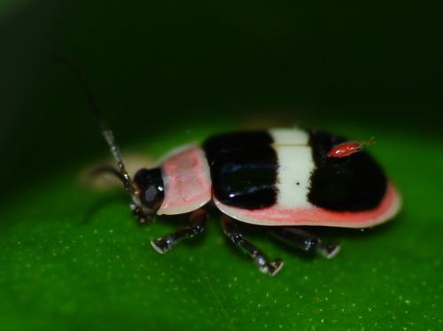 Omophoita sp.