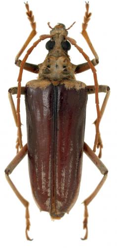 Megasticus oberthurii