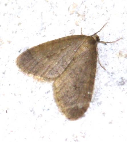 Operophtera brumata