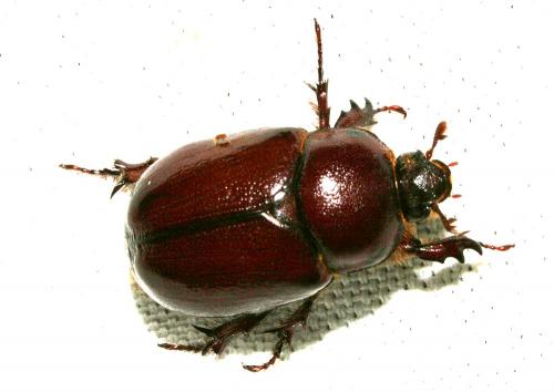 Phyllognathus excavatus