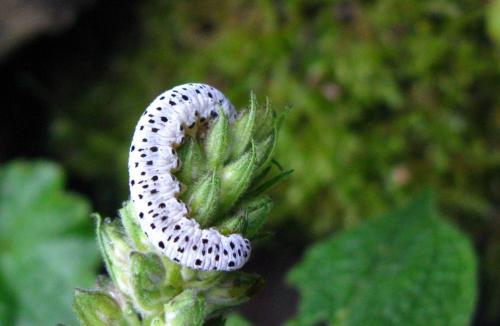 Réf. 65 950 : Tenthredo scrophulariae