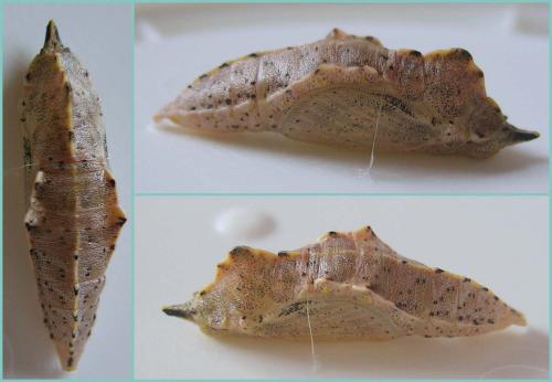 Pieris rapae