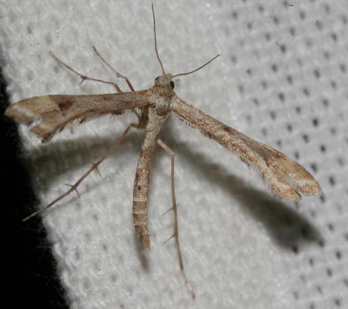 Platyptilia sp.
