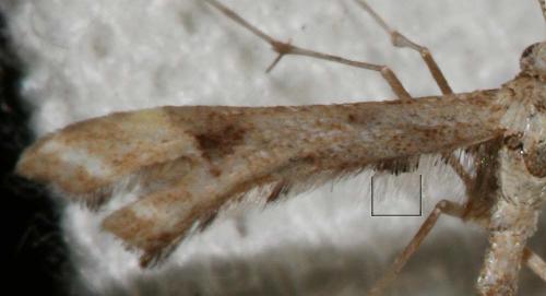 Platyptilia sp.