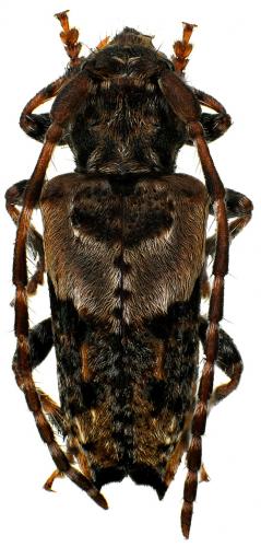 Réf. 65 630 : Pogonocherus hispidus