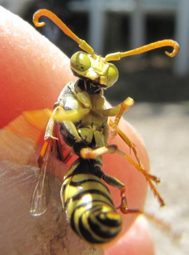 Polistes sp.