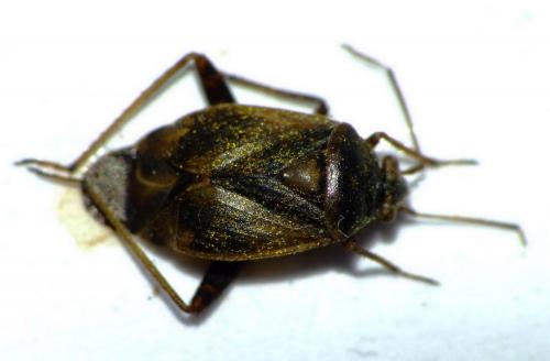 Polymerus sp.