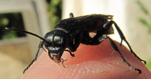 Entomobora crassitarsis