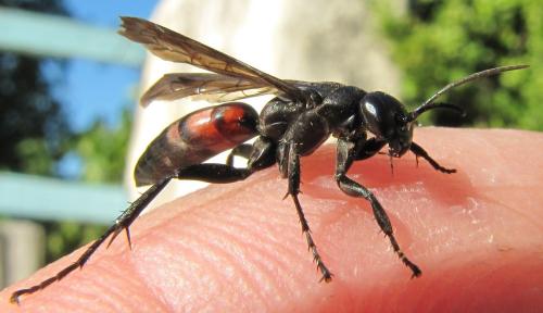 Entomobora crassitarsis