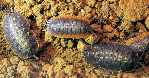 Porcellio duboscqui