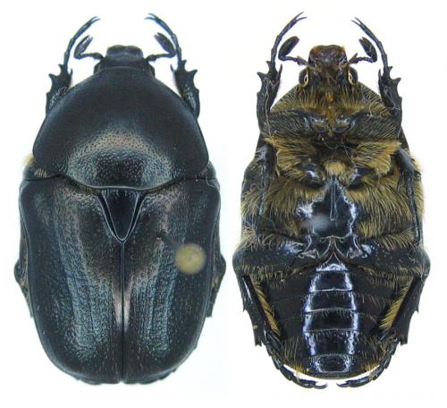 Netocia squamosa