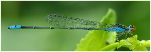 Pseudagrion rubriceps
