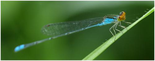 Pseudagrion rubriceps