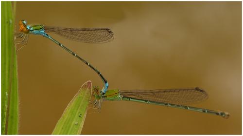 Pseudagrion rubriceps