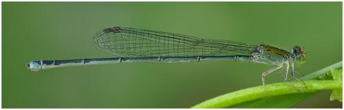 Pseudagrion rubriceps