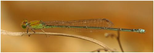 Réf. 65 144 : Pseudagrion rubriceps
