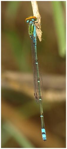 Pseudagrion rubriceps