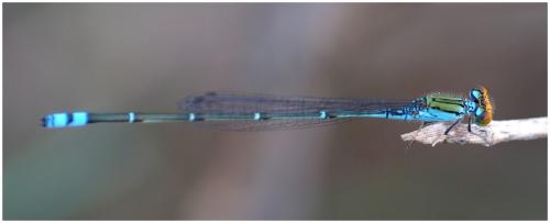 Pseudagrion rubriceps