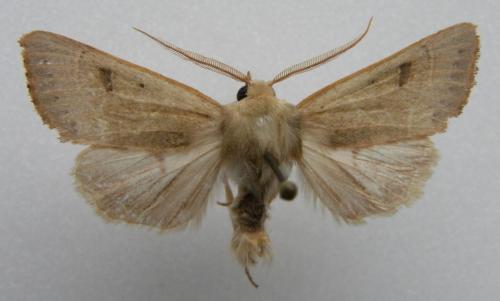 Pseudenargia ulicis