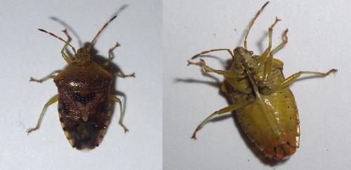Elasmucha grisea grisea