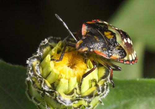Nezara viridula