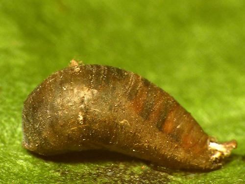 Epistrophe melanostoma