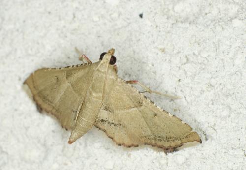 Réf. 65 254 : Endotricha flammealis