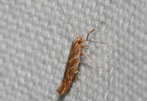 Pyroderces argyrogrammos