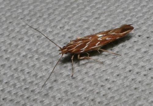 Pyroderces argyrogrammos