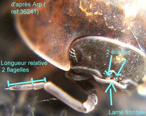 Armadillidium opacum