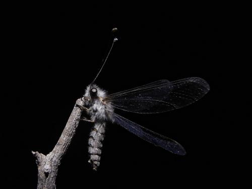 Réf. 65 552 : Bubopsis agrionoides