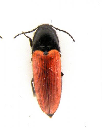 Ampedus sp.
