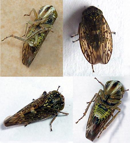 Acericerus heydenii