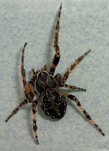 Réf. 65 477 : Larinioides sclopetarius