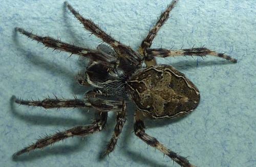 Réf. 65 478 : Larinioides sclopetarius