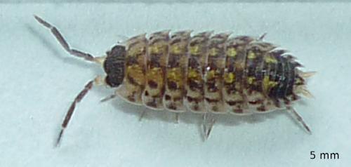 Réf. 65 993 : Porcellio spinicornis